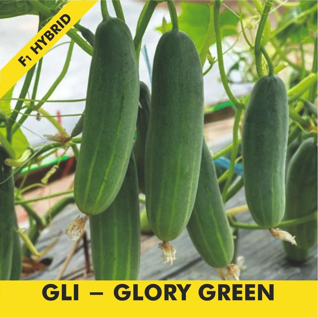 GLI-GLORY GREEN Cucumber